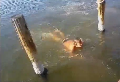 Trakasserier, Video, sjökor, Florida, Djur